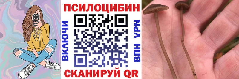 KRAKEN как войти Порхов Галлюциногенные грибы Psilocybine cubensis где найти